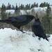Day 165 - Raven Secrets by ravenshoe
