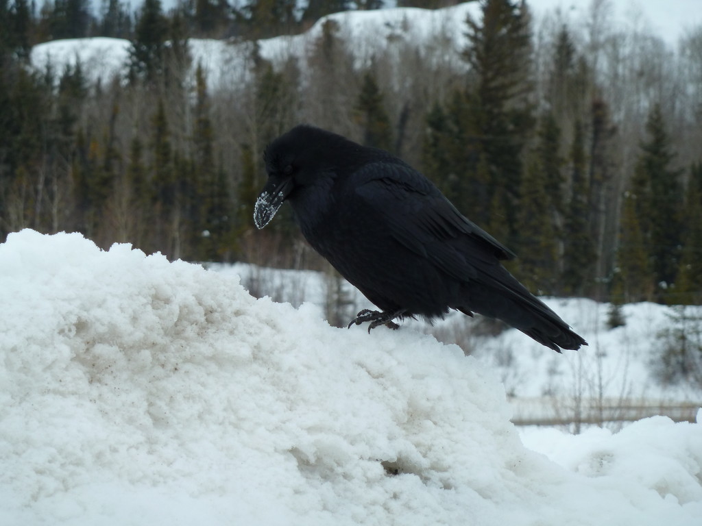 Day 163 - Poking Around The Snow by ravenshoe