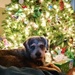 Joey the best Christmas Present by mariaostrowski