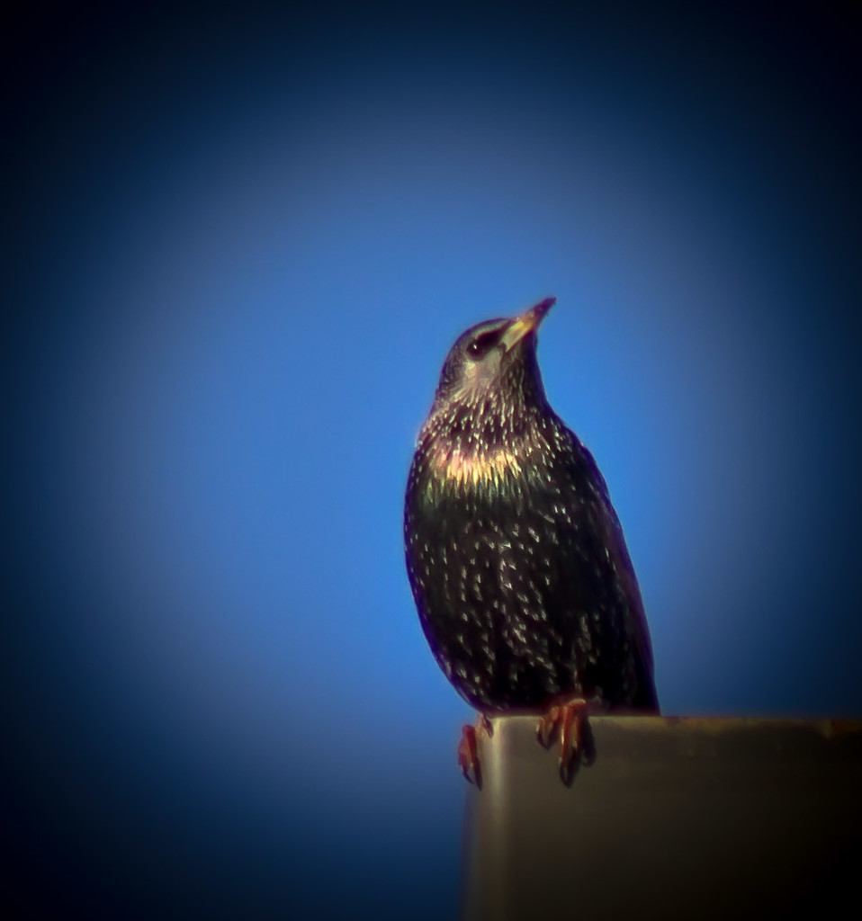 Starling (US--south)?  by darylo