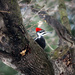 Peek-a-Boo Woodpecker! by fayefaye