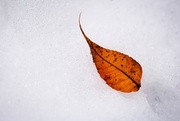 14th Dec 2014 - Leaf and Snow 