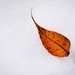 Leaf and Snow  by mzzhope
