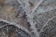14th Dec 2014 - Ice Crystals