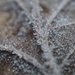 Ice Crystals by mattjcuk