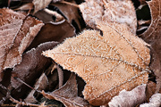 12th Dec 2014 - Icy Leaves