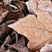 Icy Leaves by lstasel