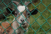 1st Dec 2014 - Goat and fence