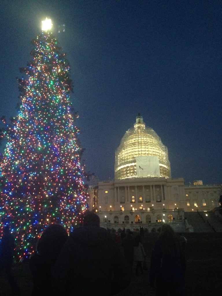 the Capitol Christmas tree by wiesnerbeth