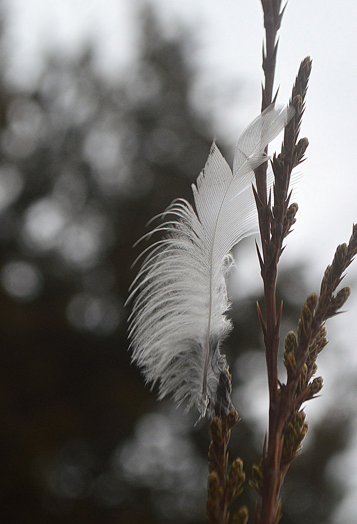 Feather and Bokeh by kareenking