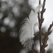 Feather and Bokeh by kareenking