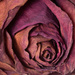 Dusty Rose by kph129