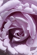 15th Dec 2014 - Lilac Rose