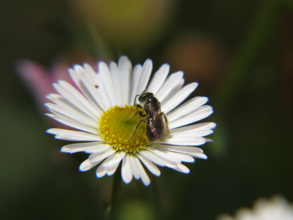 Tiny bee by alia_801