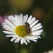Tiny bee by alia_801