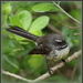 Fantail by dide