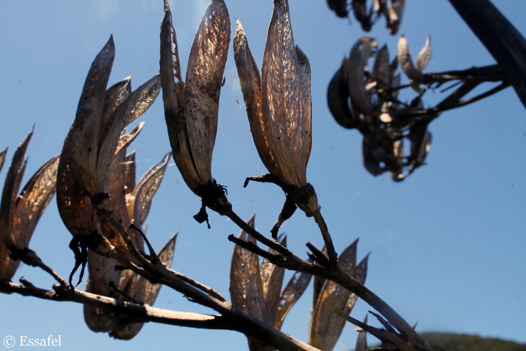 20141213 dried flax flowers by essafel