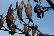 13th Dec 2014 - 20141213 dried flax flowers