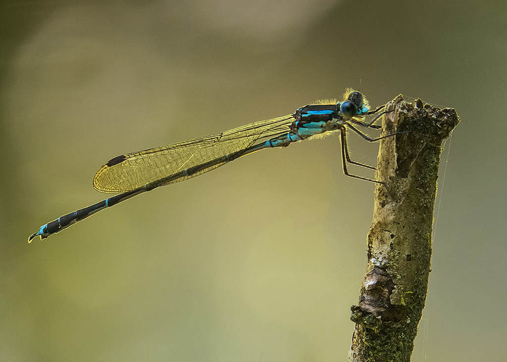 dragonfly boy by kali66