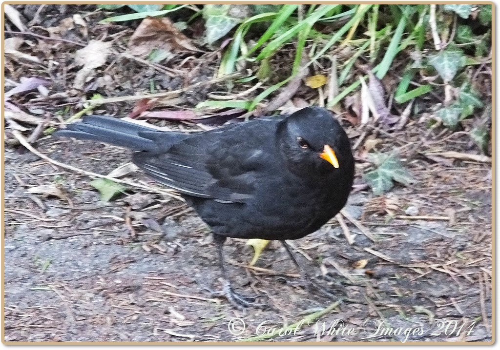 Mr.Blackbird by carolmw