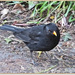 Mr.Blackbird by carolmw