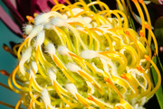 15th Dec 2014 - Pincushion Protea