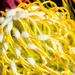 Pincushion Protea by salza