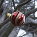 The Trees Are Adorned For The Holidays! by seattle