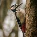 Woodpecker - 15-12 by barrowlane
