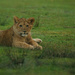 Lion Cub by leonbuys83