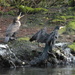 2 Cormorants by snoopybooboo