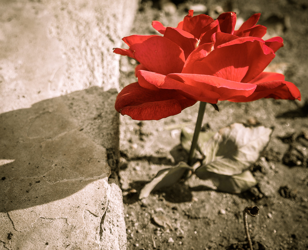 (Day 304) - Little Rose by cjphoto