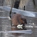 (Not an) American Beaver by annepann