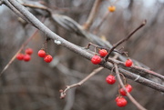15th Dec 2014 - Berries