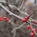 Berries by edorreandresen