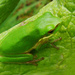 Eastern Dwarf Tree Frog by onewing
