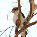 Baby kookaburra by flyrobin