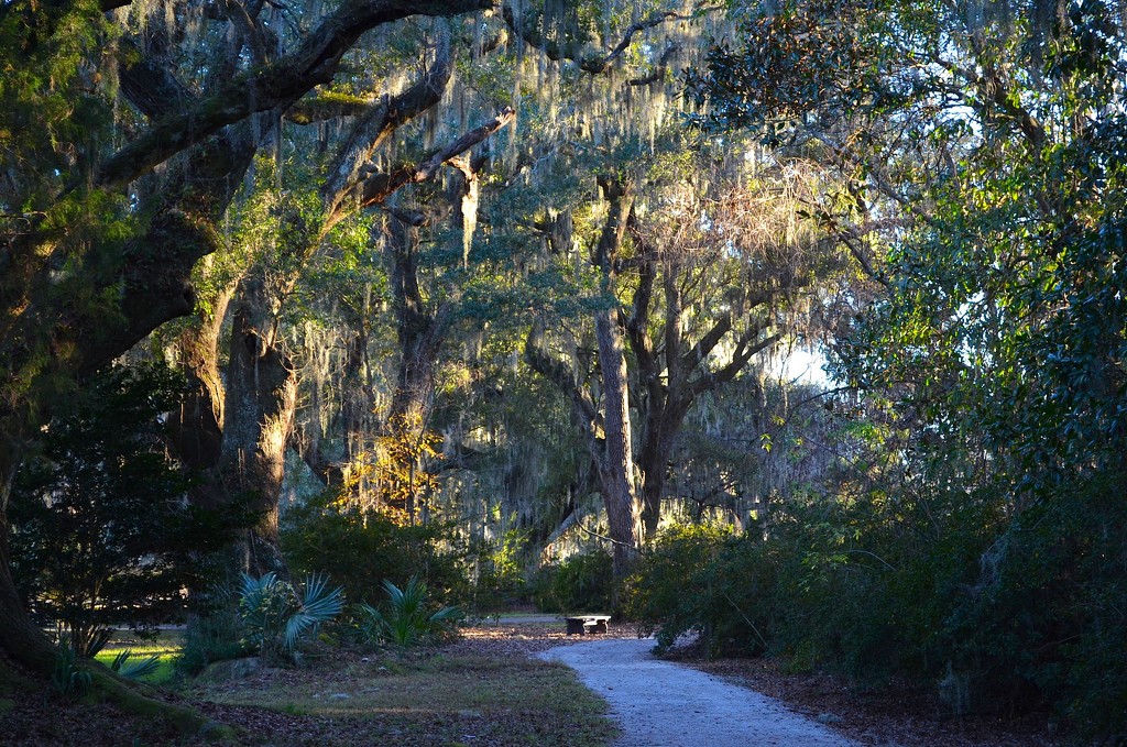 Captured this view of one of the paths at Magnolia Gardens.  I love being out there with my camera late in the afternoon when the light is just right to get both shadows and backlighting in the trees and Spanish moss.   by congaree