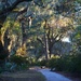 Captured this view of one of the paths at Magnolia Gardens.  I love being out there with my camera late in the afternoon when the light is just right to get both shadows and backlighting in the trees and Spanish moss.   by congaree