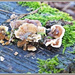 Fungi And Moss by carolmw
