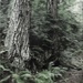 forest in blur. by blueberry1222