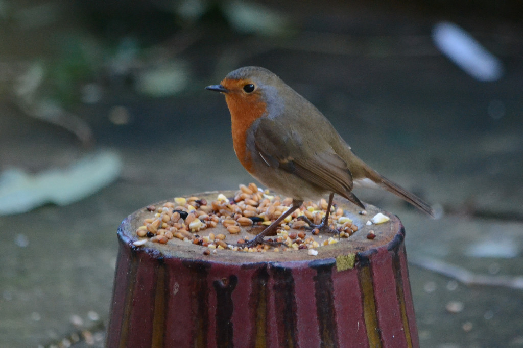 Robin on a plant pot by richardcreese