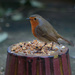 Robin on a plant pot by richardcreese