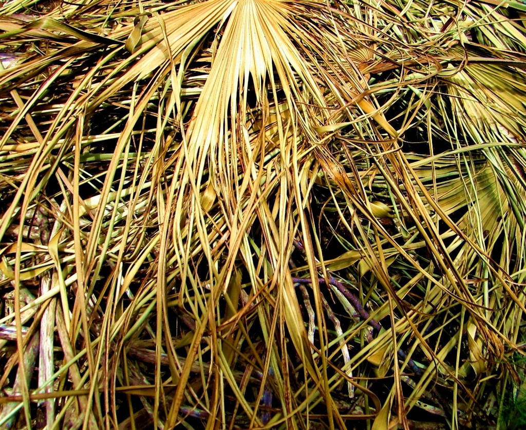 Suho palmino lišće by vesna0210