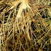Suho palmino lišće by vesna0210