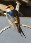 16th Dec 2014 - Greater Striped Swallow
