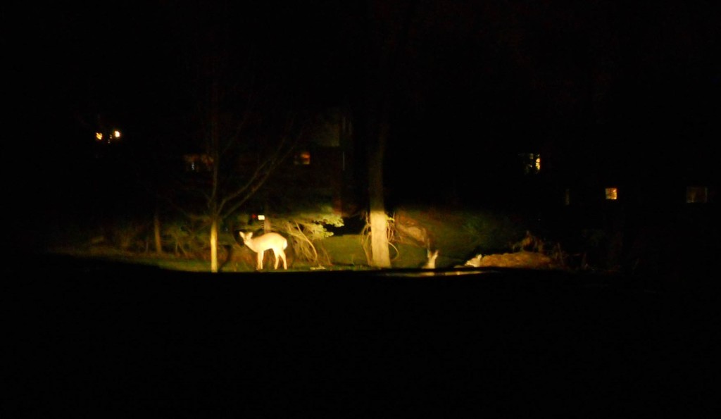 Deer caught in the headlights by mittens