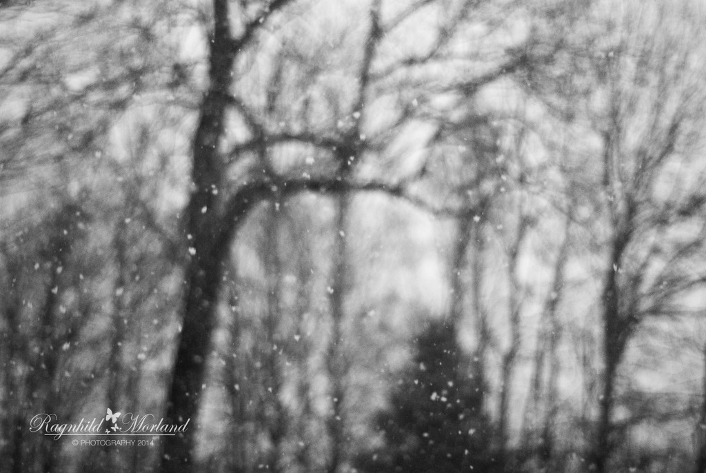 More Snow by ragnhildmorland