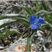 Blue flower by kerenmcsweeney