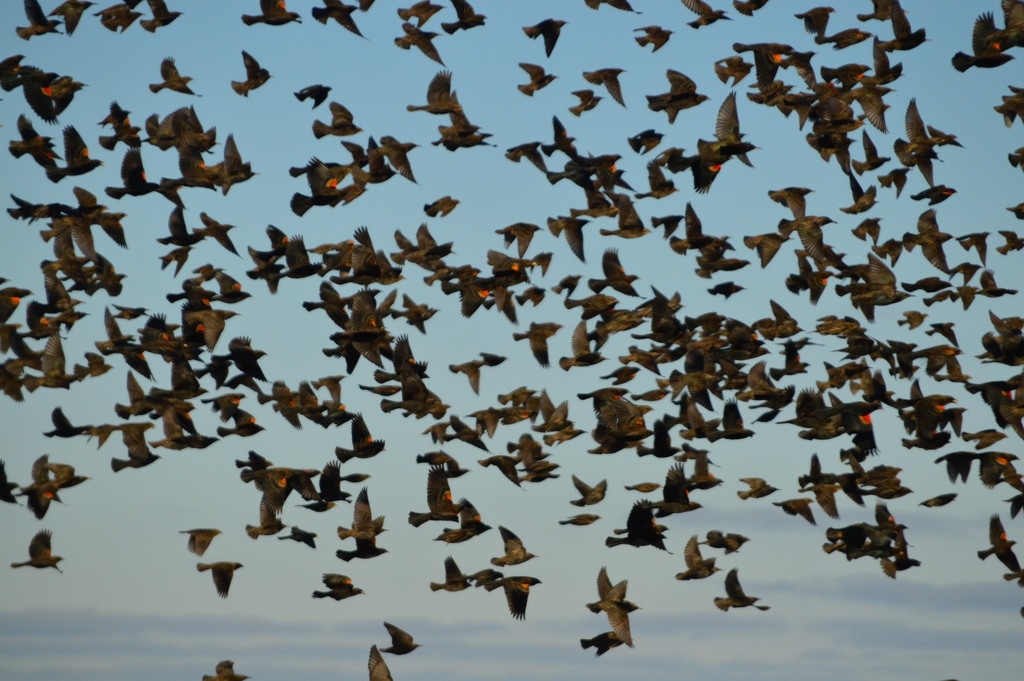 Flurry of Red-Winged Blackbirds by kareenking